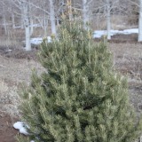 Piñon Pine