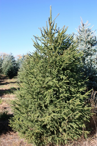 Norway Spruce