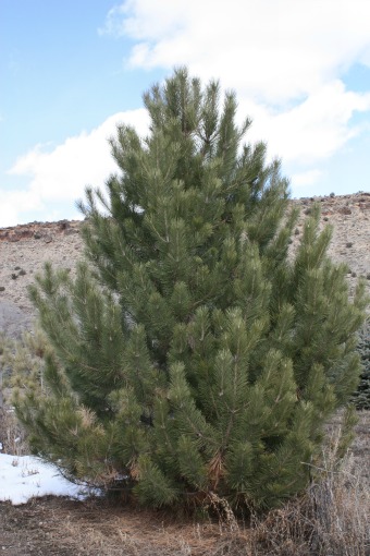 Ponderosa Pine