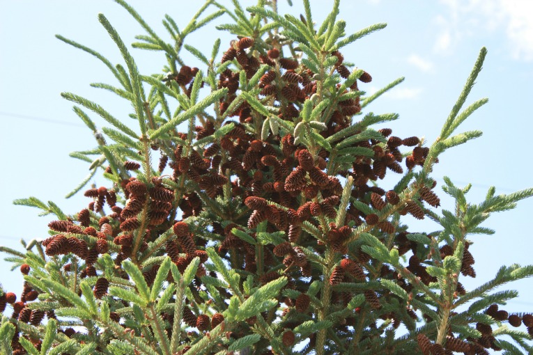 Black Hills Spruce