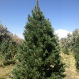 Southwestern White Pine