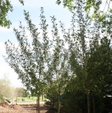 Narrowleaf Cottonwood