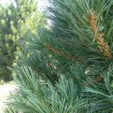 Southwestern White Pine