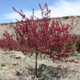 Prairie Fire Crabapple