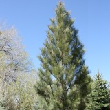 Ponderosa Pine