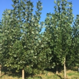 Broadleaf Cottonwood