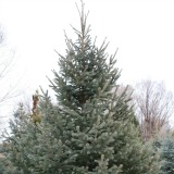 Engelmann Spruce