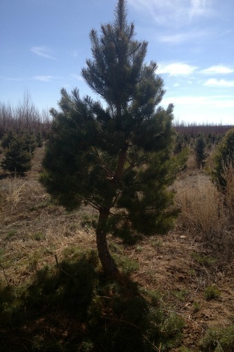 Scotch Pine