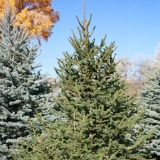 Norway Spruce