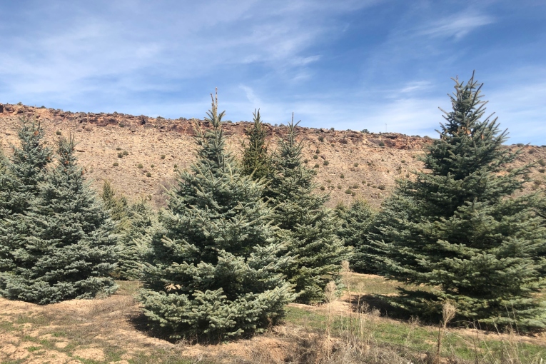 Colorado Blue Spruce