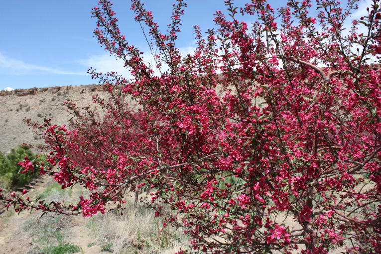 Prairie Fire Crabapple