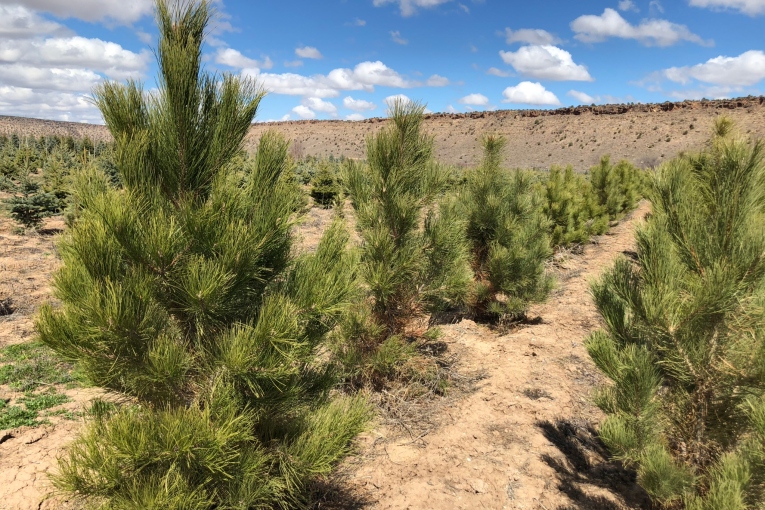 Ponderosa Pine