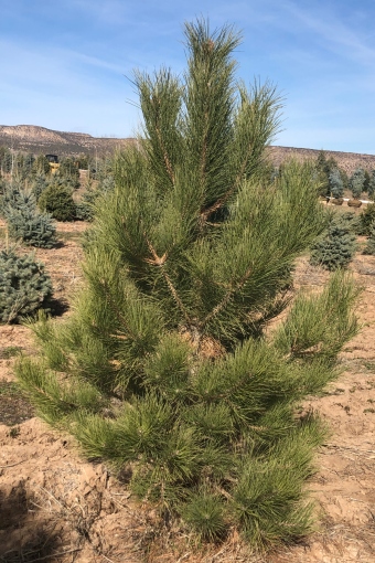 Ponderosa Pine