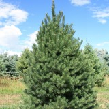 Scotch Pine