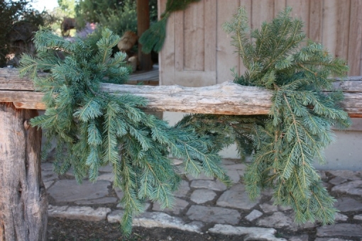 Alpine Fir