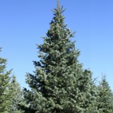 Concolor Fir