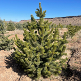 Bristlecone Pine