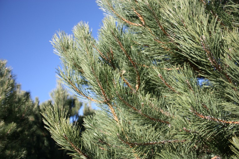 Austrian Pine