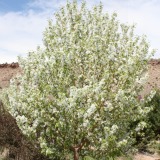 Spring Snow Crabapple