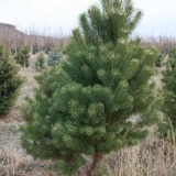 Scotch Pine