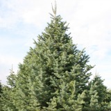 Concolor Fir