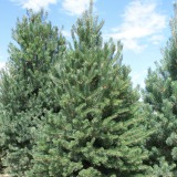 Scotch Pine