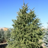 Norway Spruce