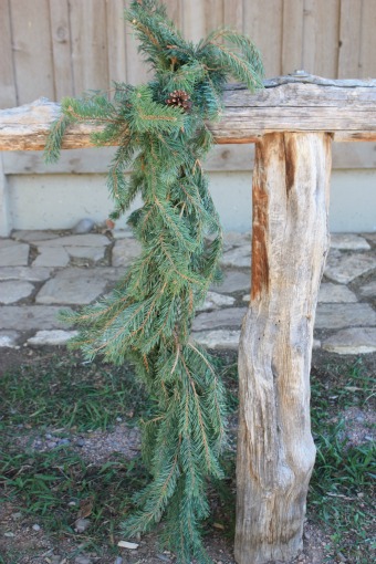 Scotch Pine