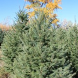 Douglas Fir