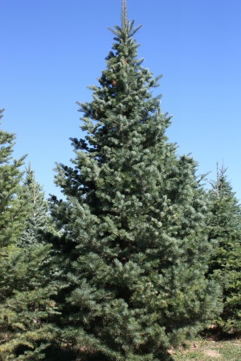 Concolor Fir