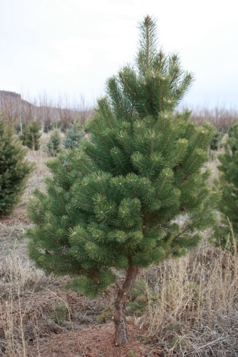 Scotch Pine