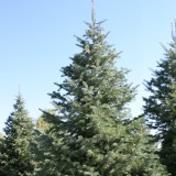 Concolor Fir