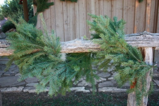 Douglas Fir