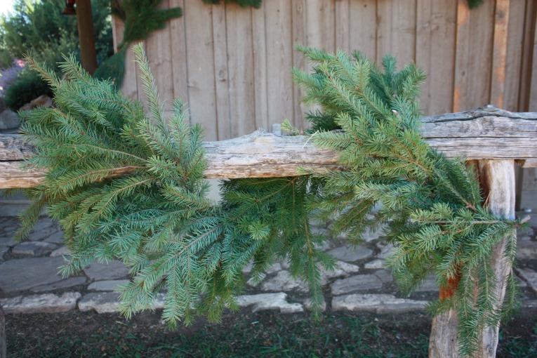 Douglas Fir