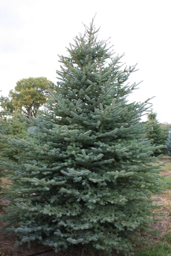 Colorado Blue Spruce