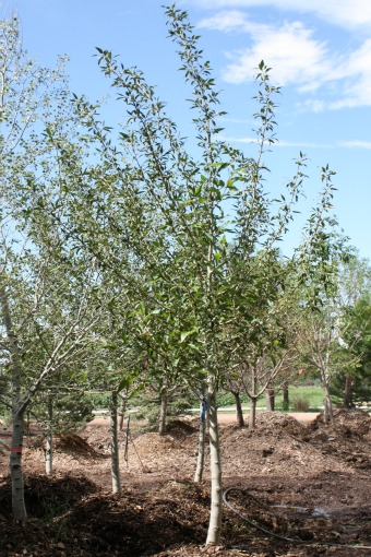 Narrowleaf Cottonwood