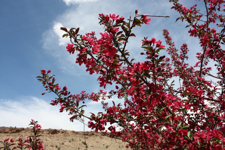 Prairie Fire Crabapple