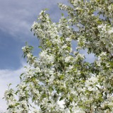 Spring Snow Crabapple