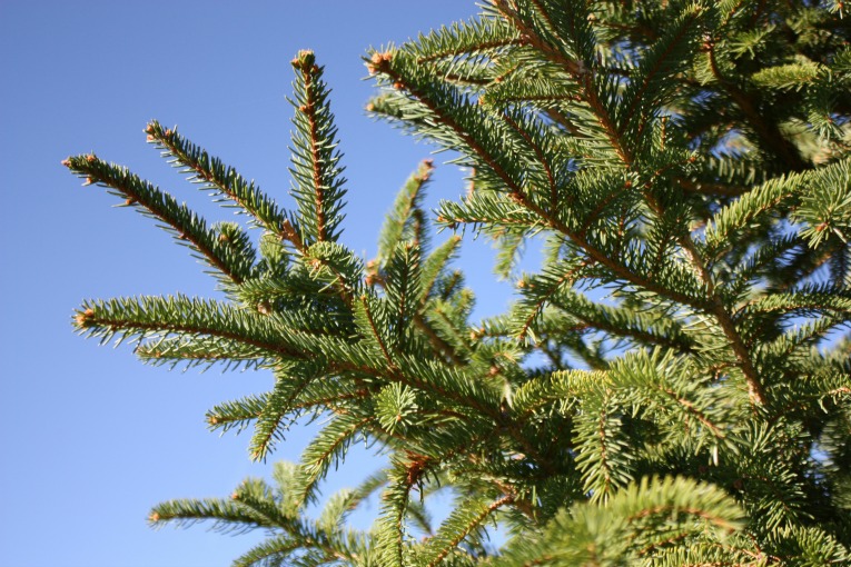 Norway Spruce