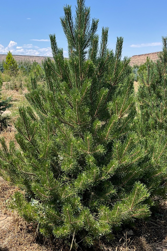 Swiss Mountain Pine