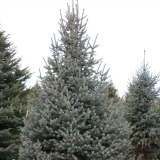 Engelmann Spruce