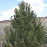 Ponderosa Pine