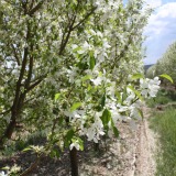 Spring Snow Crabapple