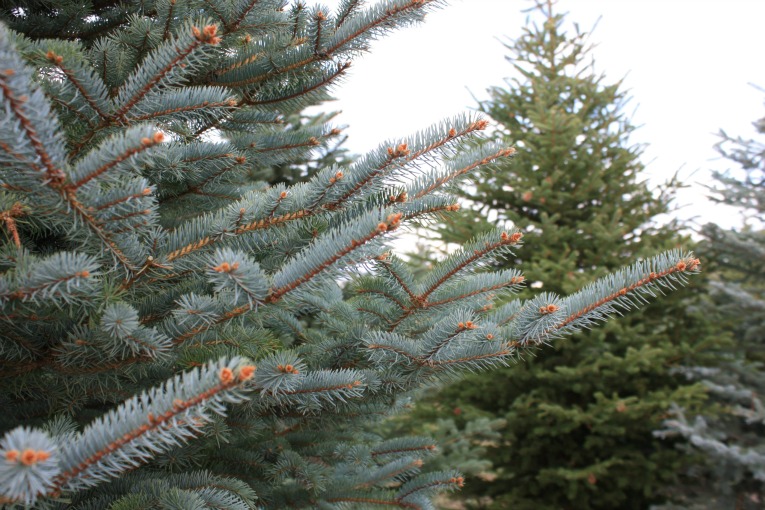 Colorado Blue Spruce