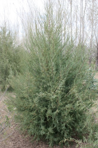 Rocky Mountain Juniper