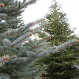 Colorado Blue Spruce