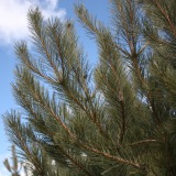 Ponderosa Pine