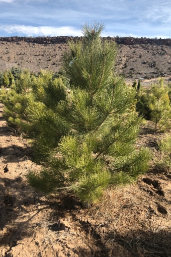 Ponderosa Pine