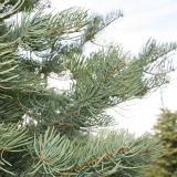 Concolor Fir