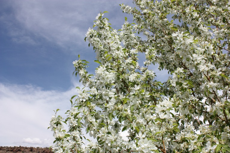 Spring Snow Crabapple